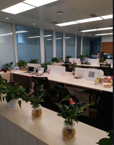绿植租摆 为您的空间注入绿色活力——上海蔚森园林咨询服务